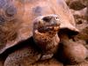 Galapagos Tortoise (Geochelone nigra)