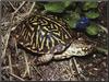 Western Box Turtle (Terrapene ornata)