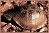 Three-toed Box Turtle (Terrapene carolina triunguis)
