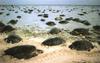 Green Sea Turtle nesting colony (Chelonia mydas)
