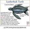 [Animal Art] Leatherback Sea Turtle (Dermochelys coriacea)