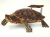 Painted Turtle (Chrysemys picta)