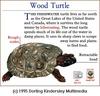 Wood Turtle (Clemmys insculpta)