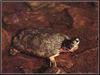 Wood Turtle (Clemmys insculpta)