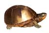 [Clipart] (Common) Eastern Mud Turtle (Kinosternon subrubrum)