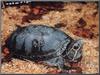 (Common Musk Turtle) Stinkpot Turtle (Sternotherus odoratus)