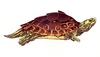 [Clipart] Alabama Map Turtle (Graptemys pulchra)