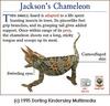 Jackson's Chameleon (Chamaeleo jacksonii)