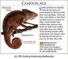 Madagascan Chameleon (Chamaeleo verrucosis)