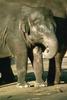 Asiatic Elephant calf (Elephas maximus)