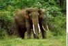 Asiatic Elephant pair (Elephas maximus)