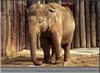 Asiatic Elephant pair (Elephas maximus)