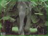 Asiatic Elephant (Elephas maximus)