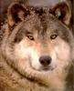 [Wolfsong Calendar 1993] 01 Gray Wolf