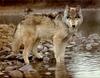 [Wolfsong Calendar 1993] 07 Gray Wolf