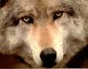 [Wolfsong Calendar 1993] 08 Gray Wolf