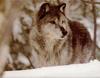 [Wolfsong Calendar 1993] 10 Gray Wolf