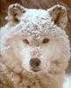 [Wolfsong Calendar 1993] 11 Gray Wolf