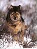 [Wolfsong Calendar 1999] 01 Gray Wolf