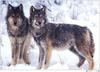 [Wolfsong Calendar 1999] 02 Gray Wolves