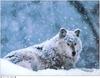[Wolfsong Calendar 1999] 03 Gray Wolf