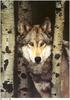 [Wolfsong Calendar 1999] 05 Gray Wolf