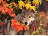 [Wolfsong Calendar 1999] 06 Gray Wolf