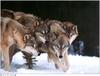 [Wolfsong Calendar 1999] 09 Gray Wolves