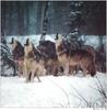 [Wolfsong Calendar 1999] 10 Gray Wolves