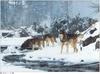 [Wolfsong Calendar 1999] 11 Gray Wolves