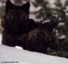Black Wolf juveniles (Canis lupus)