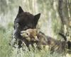 Black Wolf and cub (Canis lupus)