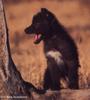 Black Wolf pup (Canis lupus)