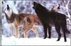 [Wolfsong Calendar 2000] 08 Gray Wolves