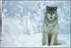 [Wolfsong Calendar 2000] 01 Gray Wolf