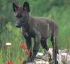 Black Wolf cub (Canis lupus)