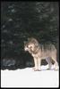 Gray Wolves (Canis lupus)