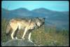 Gray Wolf (Canis lupus)