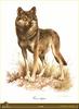 [Animal Art - Carl Brenders] Gray Wolf (Canis lupus)