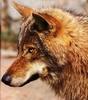European Gray Wolf (Canis lupus)
