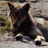 European Gray Wolf (Canis lupus)