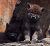 Timber Wolf cubs (Canis lupus)