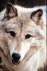 White Wolf (Canis lupus)