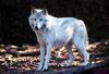 White Wolf (Canis lupus)