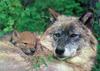 Gray Wolf mother and cub (Canis lupus)