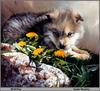 [Animal Art - Linda Daniels] Gray Wolf pup (Canis lupus)