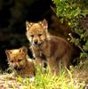 Gray Wolf pups (Canis lupus)