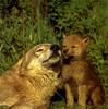 Gray Wolf mother and pup (Canis lupus)