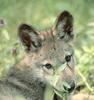Gray Wolf pup (Canis lupus)