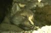 Gray Wolf pups (Canis lupus)